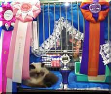 DeLook with ribbons