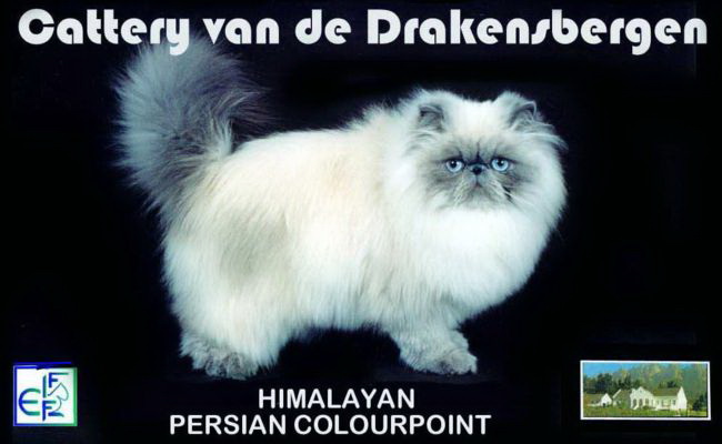 Cattery van de Drakensbergen