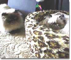 Dollar and Lucky