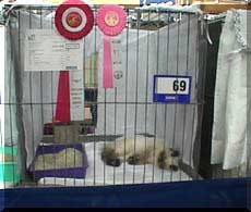 Competition is exhausting for DeLook!!!