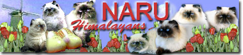 Naru Himalayans