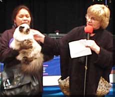 Picnic winning Best Seal Point