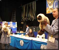 Ruby winning 2nd Best Longhair in Show